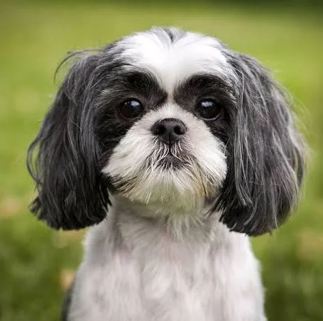 <p>Shih Tzu</p>
