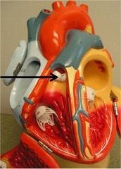 <p>Identify the structure</p>