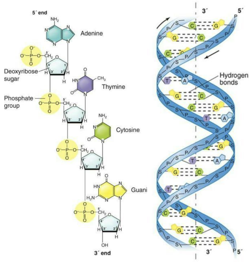 <ul><li><p>Double helix structure of DNA discovered in 1950s by <strong>James Watson, Francis Crick and Rosalind Franklin</strong></p></li></ul><p></p>