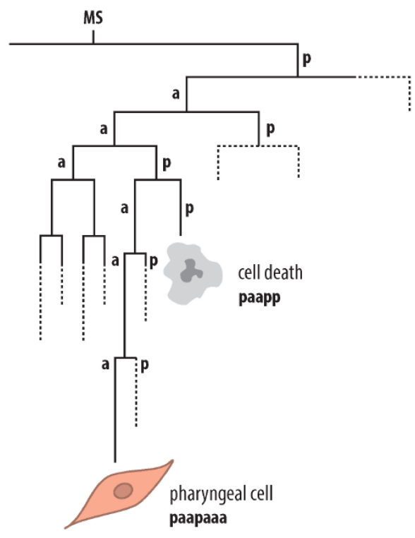 <p>Fate mapping of founder cells</p>