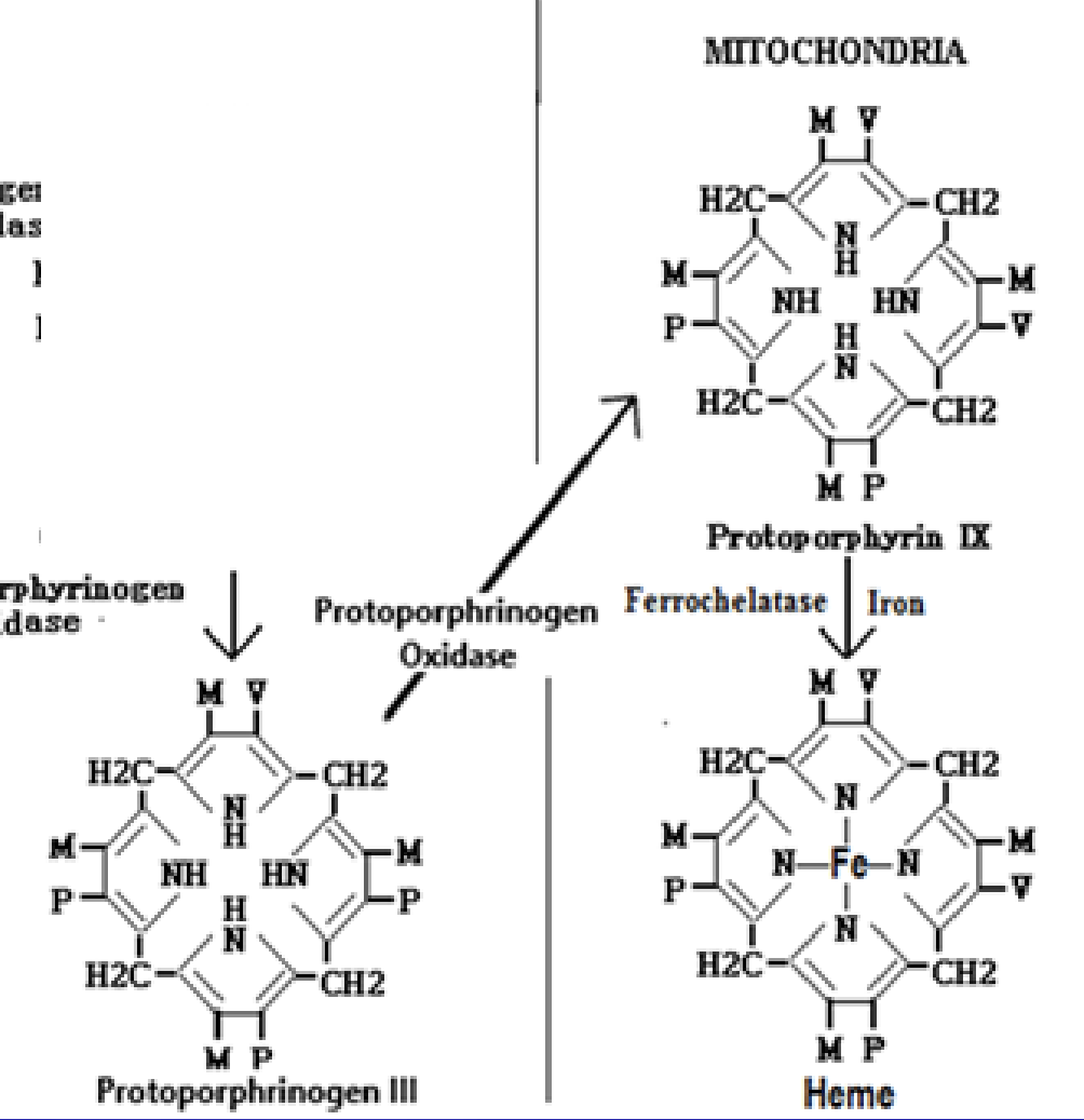 <p><span>Add coporpoprhyginin oxidative decarboxylase and leave cytoplasm</span></p>