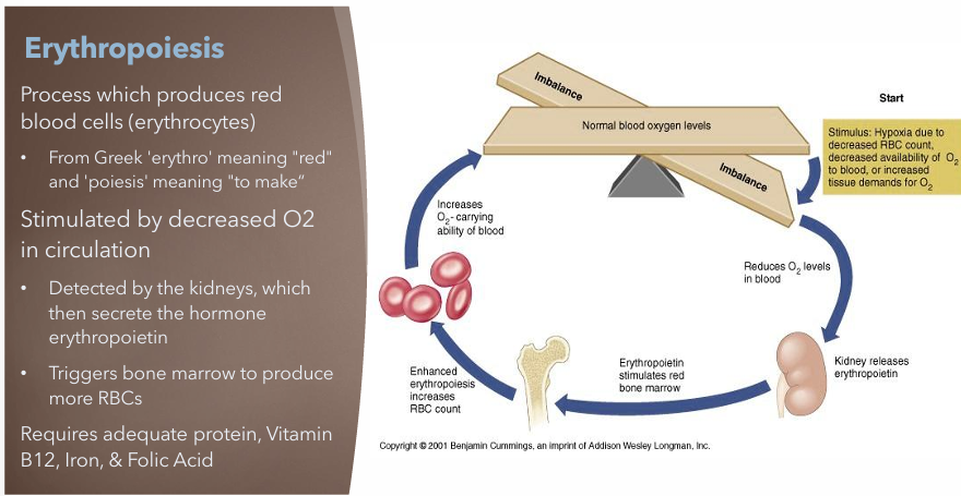 <p>Process which produces red blood cells (erythrocytes)</p><p>Stimulated by decreased O2 in circulation</p><ul><li><p><strong>Detected by the kidneys which then secrete the hormone erythropoietin</strong></p></li><li><p><strong>Triggers bone marrow to produce more RBCs</strong></p></li></ul><p>Requires adequate</p><ul><li><p><strong>Protein</strong></p></li><li><p><strong>Vitamin B12</strong></p></li><li><p><strong>Iron</strong></p></li><li><p><strong>Folic Acid</strong></p></li></ul><p></p>