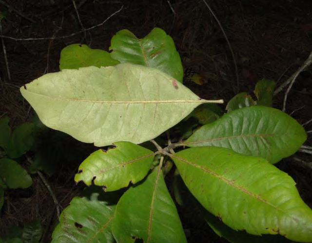 <p>•</p><p>Moist habitat</p><p>•</p><p>N-fixation</p><p>•</p><p>Key Characters:</p><p>•</p><p>Similar to Myrica cerifera but larger leaves</p><p>•</p><p>Few to no golden glands</p>