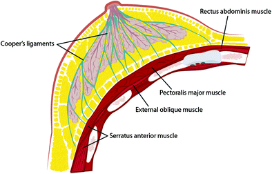<p>cooper's ligaments</p>