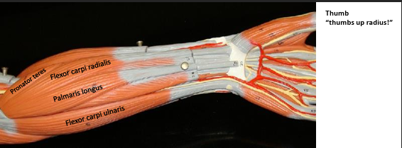 <p><strong>Action: </strong>Pronates forearm.</p>