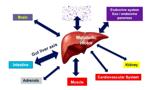 <p>The <strong>gut-liver axis</strong> contributes to liver inflammation.</p><p>Mechanisms include:</p><ul><li><p>Gut dysbiosis.</p></li><li><p>Increased intestinal permeability.</p></li><li><p>Leakage of <strong>lipopolysaccharide (LPS)</strong>.</p></li><li><p>Bacterial overgrowth.</p></li><li><p>Increased endogenous alcohol production.</p></li></ul><p>These processes activate liver inflammation and fibrosis.</p>