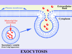 <p>substances leave the cell </p><p>ex. proteins being exported from the cell</p>