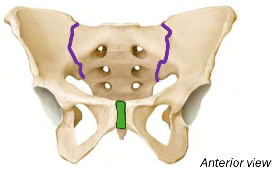 <p>Left and Right Os Coxae:</p><ul><li><p>Pubic Symphysis</p></li><li><p>Sacroiliac Joints</p></li></ul><p></p>