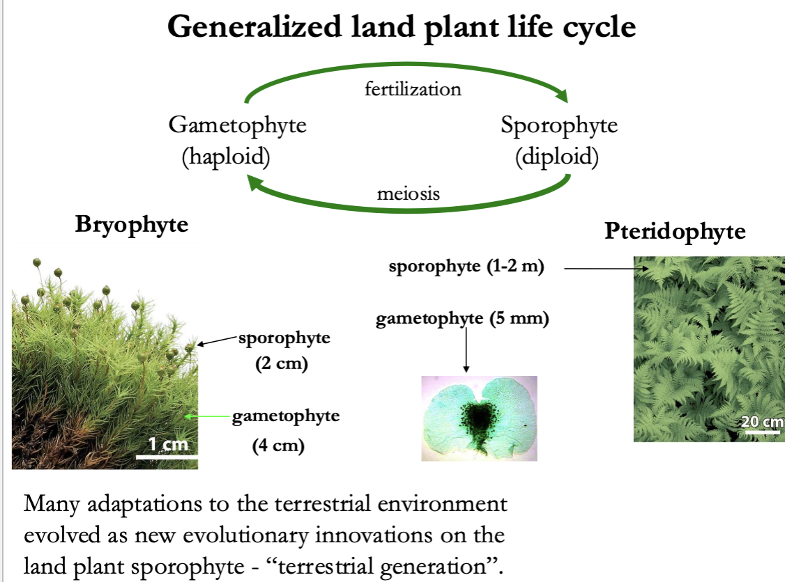 <ul><li><p>Mostly gametophyte (haploid)</p></li></ul><p></p>