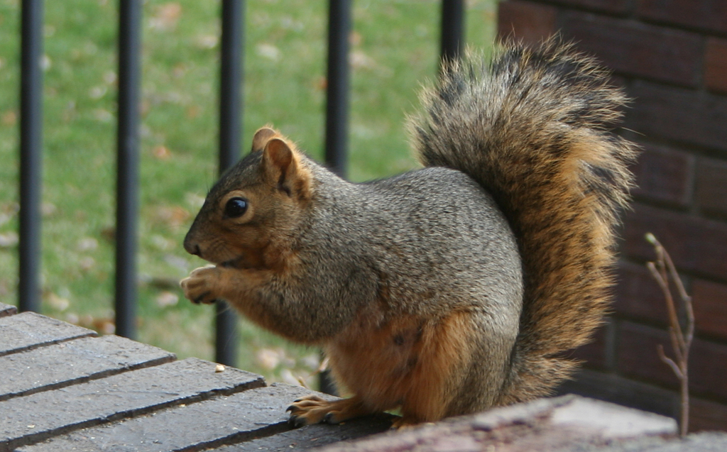 <p>Common Name: Eastern fox squirrel</p>