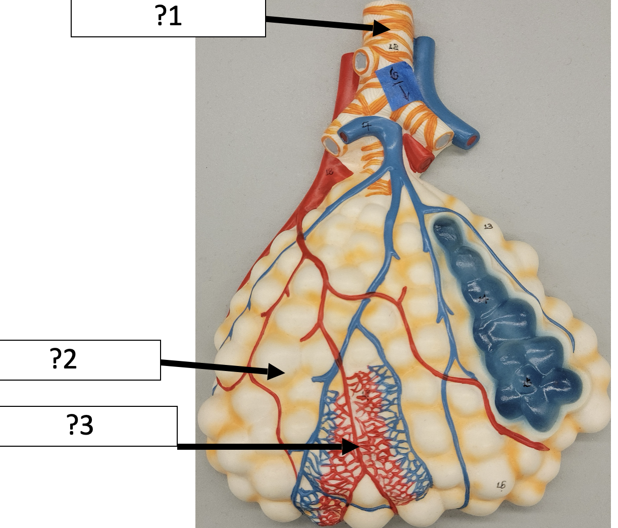 <p>1 Name the structure?</p>