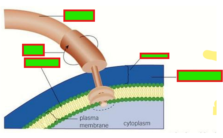 <p>Fill in the blanks</p>