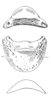 <ul><li><p>semi-circle shape</p></li></ul><p></p><p>horse distal phalanx</p><p></p>