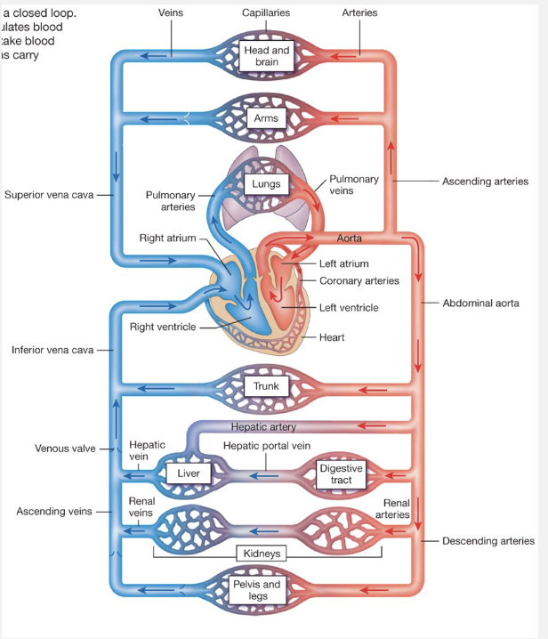 <p>Heart (Pump)</p><ul><li><p>2 atria</p></li><li><p>2 ventricles</p></li></ul><p>Blood Vessels</p><ul><li><p><strong>Arteries</strong>: Carry blood away from heart</p></li><li><p><strong>Capillaries</strong>: Site of exchange</p></li><li><p><strong>Veins</strong>: Carry blood back to heart</p></li><li><p><strong>Capillaries</strong>: site of exchange</p></li><li><p><strong>Veins</strong>: carry blood back to heart</p></li></ul><p>Blood</p><p></p>