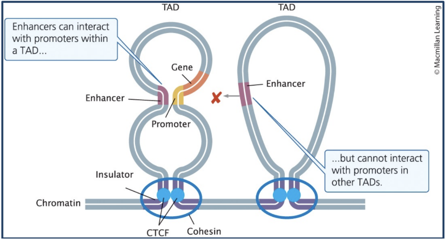 <p><span style="background-color: transparent;"><strong>Topologically associated domains (TADs)</strong></span></p>