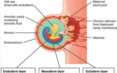 <p>Soon after fertilisation, 3 germ layers form</p><p></p><p>Ectoderm (top)</p><p>Mesoderm (middle)</p><p>Endoderm (bottom)</p><p></p><p>The heart forms from <span style="color: purple;"><strong>mesoderm </strong></span>around 1<span style="color: purple;">8 to 19 days after fertilization</span></p>