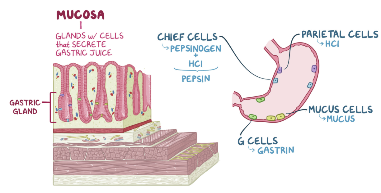 <p>Answer: Gastrin.</p><p>Extra Information:</p><ul><li><p>Gastrin increases gastric contraction force and promotes emptying.</p></li></ul><p></p>