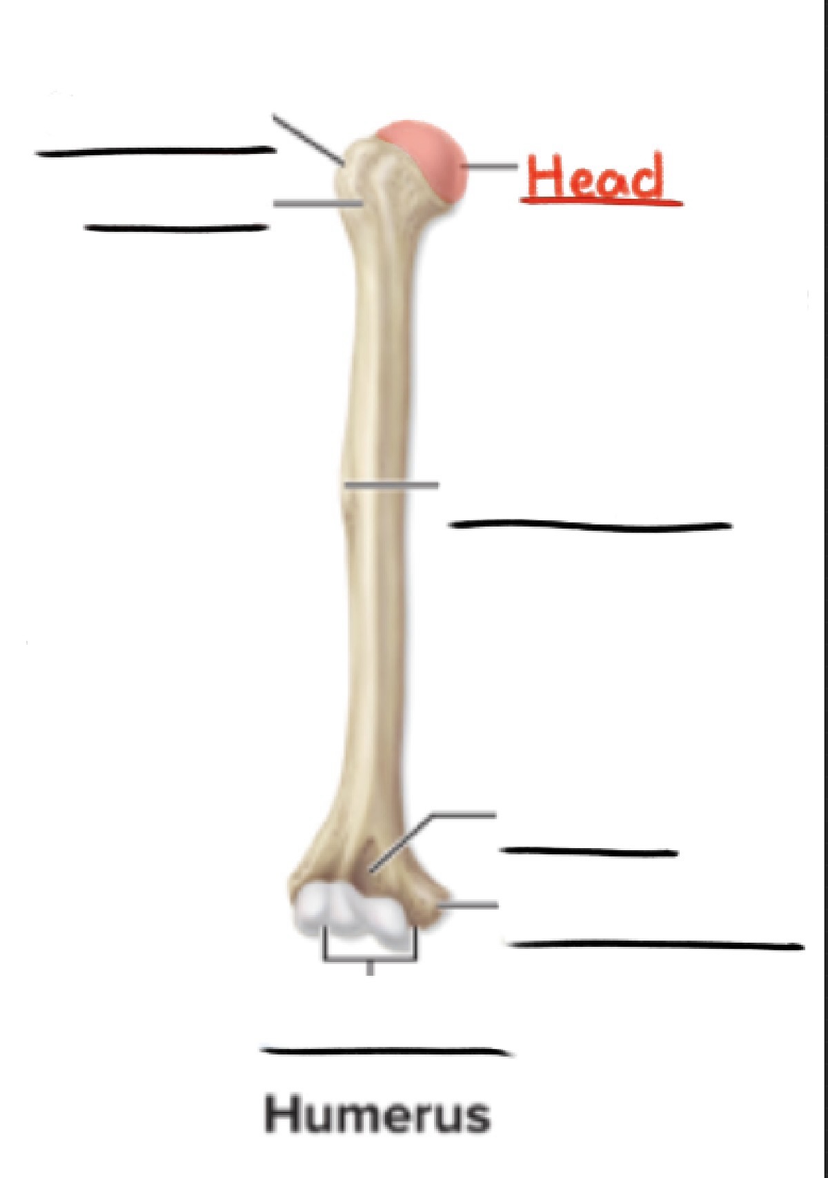 <p><strong>Head</strong></p><p>Prominent, rounded epiphysis</p><p>(Articulating surfaces)</p>