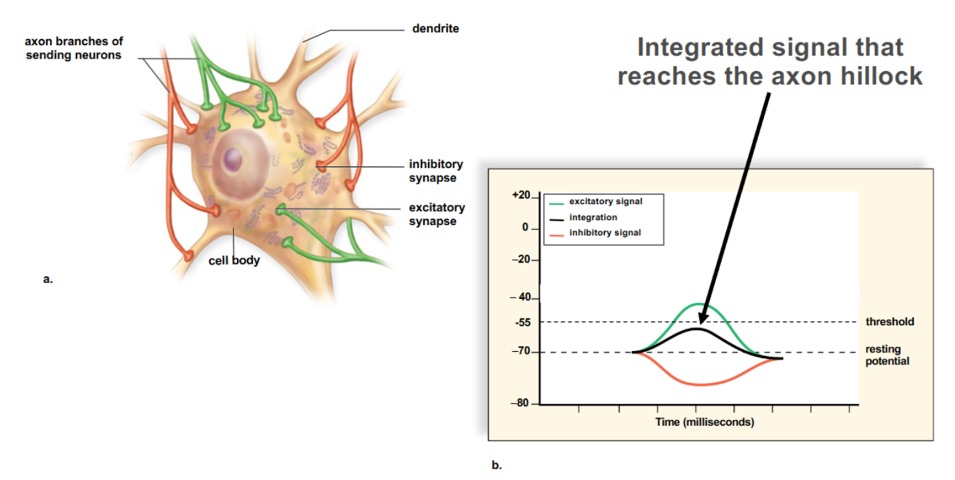 <p>Integration in the summation of these excitatory and inhibitory signals received by a postsynaptic neuron</p>