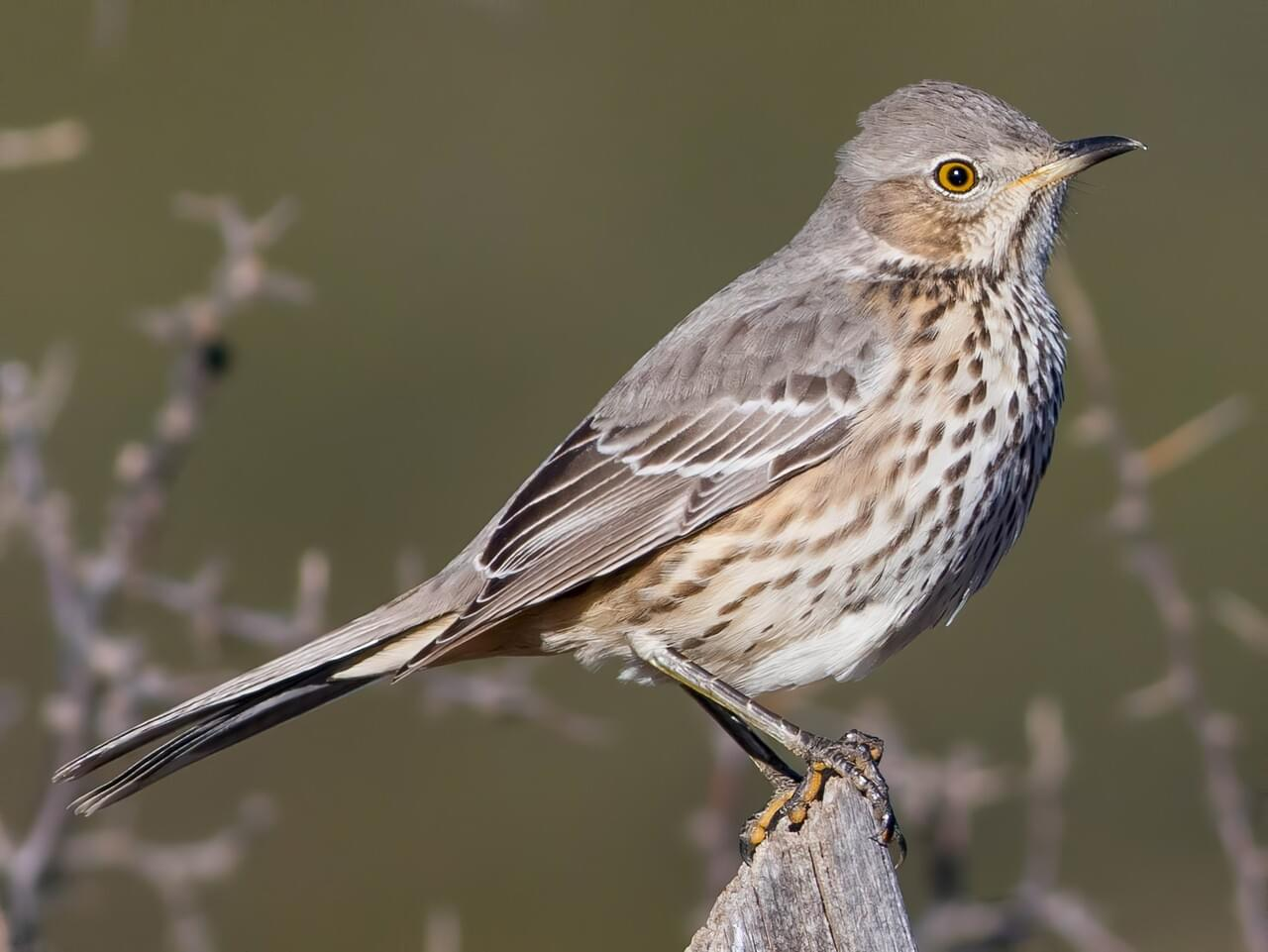 <p>Sage thrasher</p>