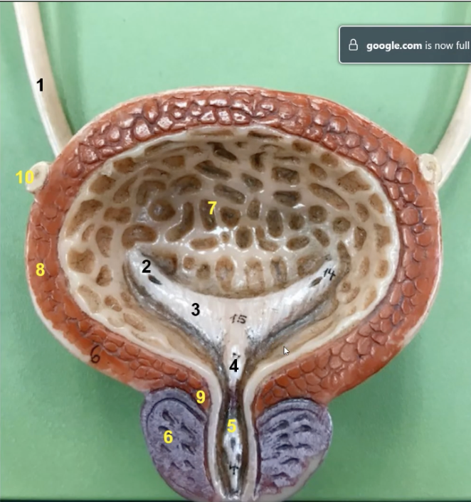 <p>the muscularis of the urinary bladder is composed of three layers of smooth muscle called the _______ which is number 8 </p>
