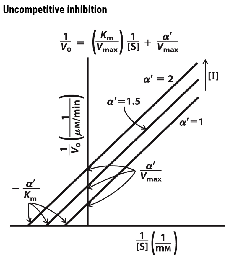 <ul><li><p>The bottom line represents the situation without inhibitor, then the two lines above it are with increasing inhibitor concentration. Note that both the y-intercept and x-intercept change with increasing [I]</p></li><li><p>This means that <span style="color: rgb(210, 232, 161);"><strong><em>V</em><sub>max</sub> is <em>decreasing</em>&nbsp;</strong>with increasing [I]</span>. (The y-axis is 1/<em>V</em><sub>max</sub>; therefore a larger <em>V</em><sub>max</sub> results in a small value on the y-axis.)</p></li><li><p>At the same time, the <em><u>x-axis intercept is shifting left</u></em>, towards a more negative value. This means that the <span style="color: rgb(194, 127, 229);"><strong><em>apparent</em>&nbsp;<em>K</em><sub>m</sub> is decreasing</strong></span>.</p></li><li><p>Think about why we see this pattern for an uncompetitive inhibitor: the inhibitor binds the ES complex and so you can think of it as <em>removing</em>&nbsp;free enzyme from the pool</p></li><li><p>With less enzyme around, the <em>apparent</em>&nbsp;<em>V</em><sub>max</sub>&nbsp;decreases (recall how <em>V</em><sub>max</sub> is dependent upon enzyme concentration)</p></li><li><p>As a consequence, the [S] required to reach half&nbsp;<em>V</em><sub>max</sub>&nbsp;(i.e. <em>K</em><sub>m</sub>) declines</p><ul><li><p>Also think about the km decreasing because  as you remove the ES from the equation, the reactions shifts to the right (to maintain equilibrium) and therefore the affinity between E and S increases and thus why Km actually decreases </p></li></ul></li></ul><p></p>