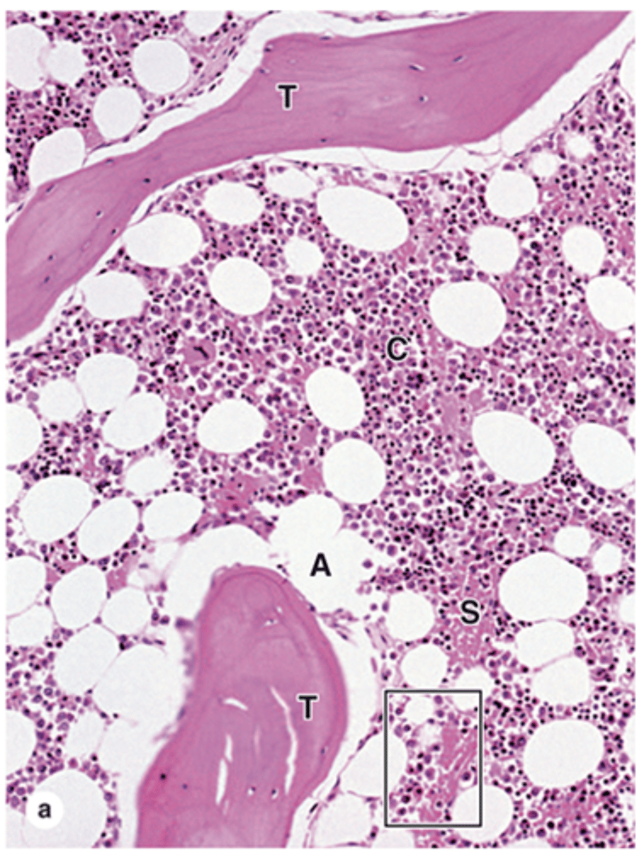<p>What components make up the matrix of red bone marrow? (4)</p>