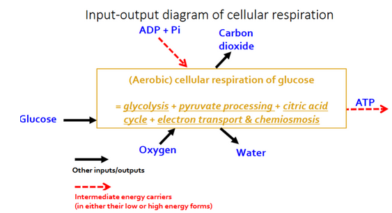 <p>Input: Glucose, oxygen, ADP + P </p><p>Outputs: ATP, CO2, H2O.</p><p></p>