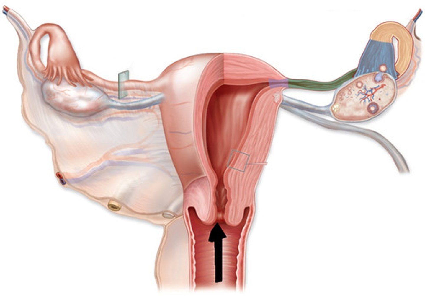 <p>mucous membrane partially or completely covering the opening to the vagina</p>