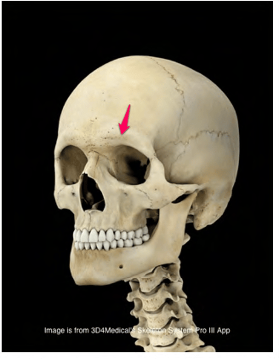 <p>links en rechts van de Glabella</p>