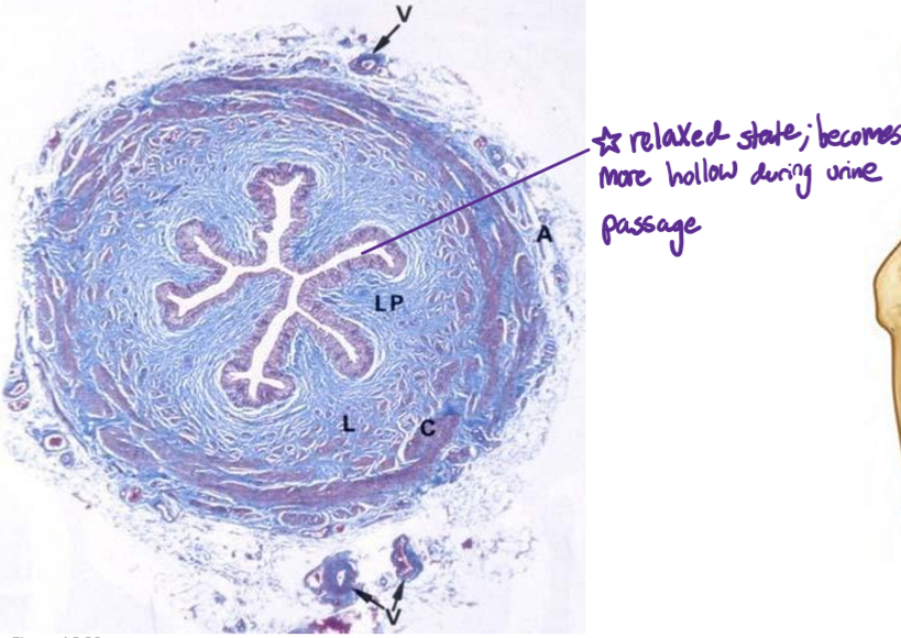 <ul><li><p>Paired <strong>smooth muscle </strong>tubes</p></li><li><p>Perform <strong>peristaltic contractions</strong> → urine transport from <em>kidney</em> to <em>urinary bladder</em></p></li><li><p><strong>Retroperitoneal</strong> course</p></li><li><p><strong>Relaxed</strong> state has <em>folds</em>, <em>distends</em> during <strong>urine passage</strong></p></li></ul><p></p>