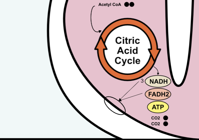 <ul><li><p>multi-step cycle </p></li><li><p>stores energy in reduced molecules </p><ul><li><p>3 NADH, FADH2, ATP (all going to the electron transport chain) </p></li></ul></li><li><p>waste product: 2 CO2</p></li></ul><p></p>