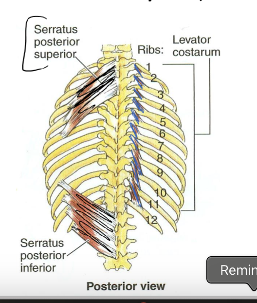 <p><span>Additional muscles with <strong>only</strong> respiration functions</span></p>