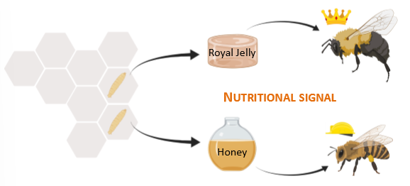 <p>nutritional signal. special royal jelly changes epigenetics of honeybee to turn it into queen bee</p>