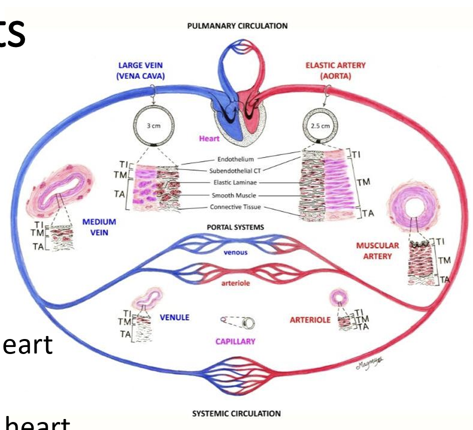 <p>Main Components of Circu Sys</p>