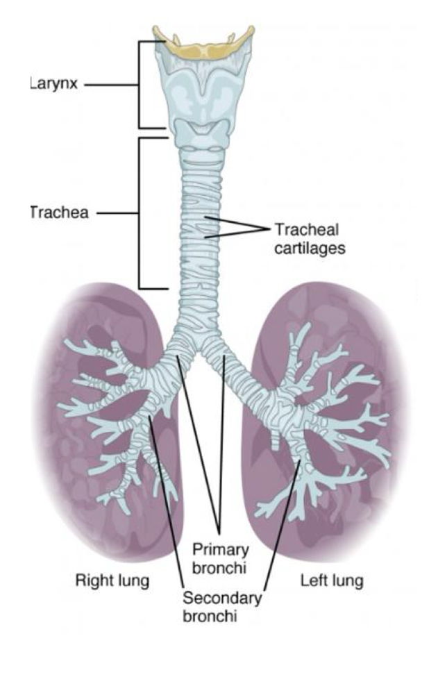 <p>as airflow moves from the trachea to the primary bronchi → secondary bronchi (gets closer to alveoli) → tertiary bronchi the cross-sectional area gets smaller and the <strong>flow gets less turbulent and more laminar </strong>or steady (gets slower &amp; straighter)</p>