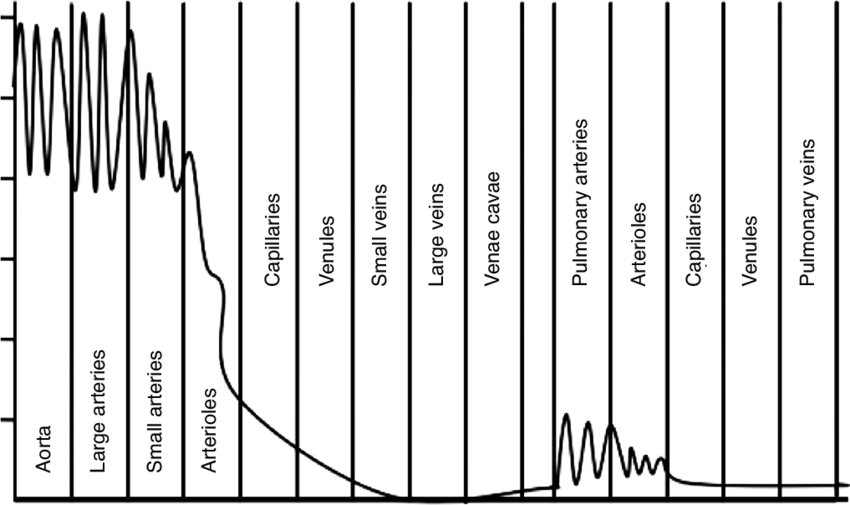 <p>Pressure changes in circulatory system</p>
