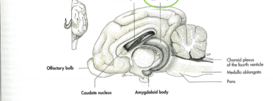 <p>Halvmånen, funktion?</p>