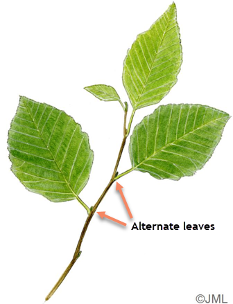 <p>One leaf is attached per node Left right etc. (Cascading) </p>