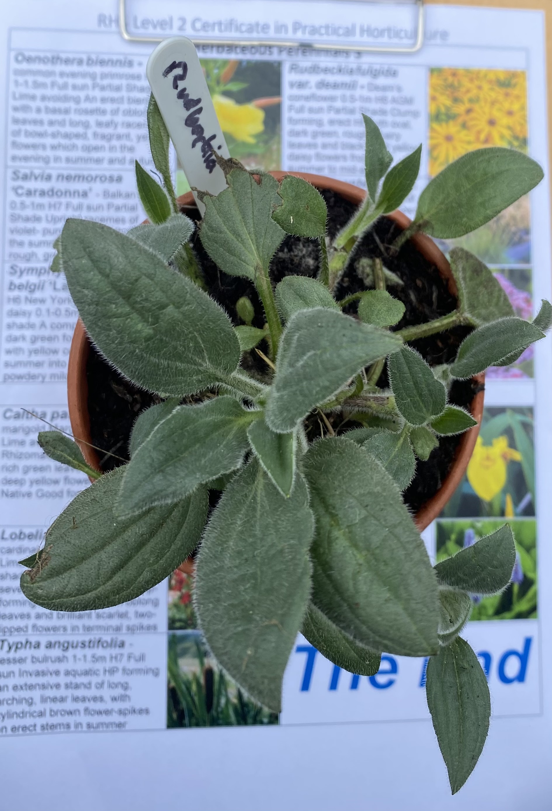 <p><em>Rudbeckia fulgida</em> var. <em>deamii </em>hardiness</p>