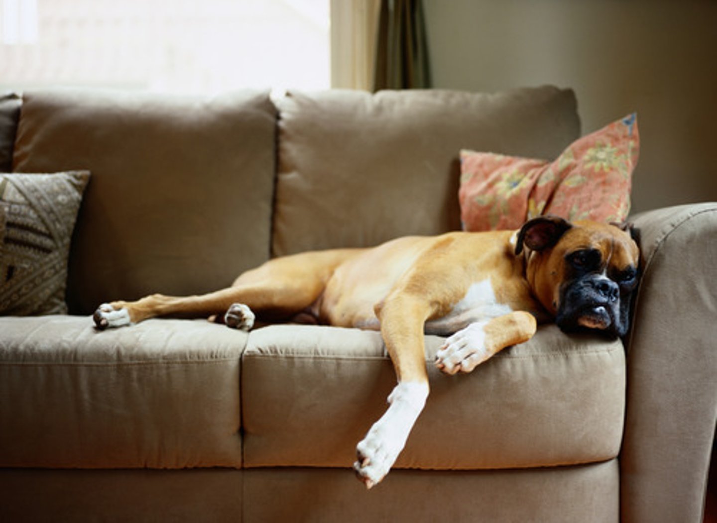 <p>on the sofa, on the chimney, there is not a cat on the sofa, there is a dog</p>