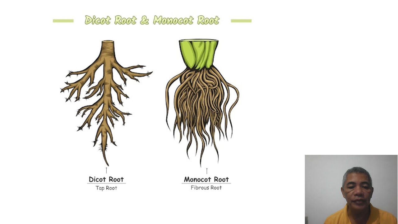 <p>monocot: fibrous root system</p><p>eudicot: branching roots with strong tap root</p>