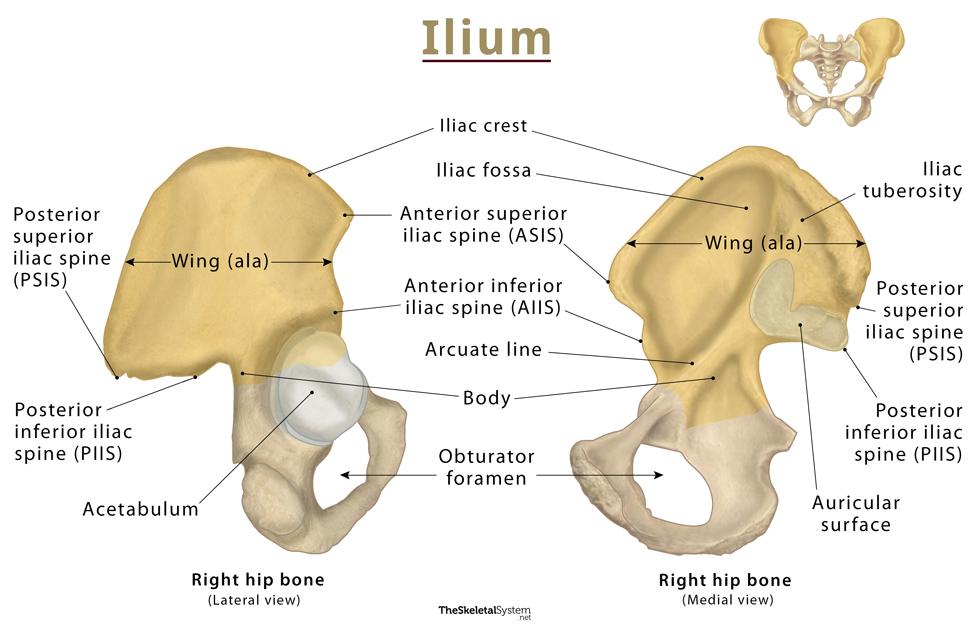 <ol><li><p>anterior superior iliac spine (ASIS): for the origin of sartorius and the attachment of the inguinal ligament</p></li><li><p>anterior inferior iliac spine (AIIS): for the origin of rectus femoris</p></li><li><p>posterior superior iliac spine (PSIS): sort-of marks the sacroiliac joint (SIJ)</p></li><li><p>iliac crest: runs between the ASIS and the PSIS - has many attachments e.g. abdominal muscles</p></li><li><p>iliac blade: iliacus originates on its front, and the gluteal muscles originate on its posterior surface</p></li><li><p>acetabulim: joins the head od the femur at the hip joint</p></li></ol><p></p>