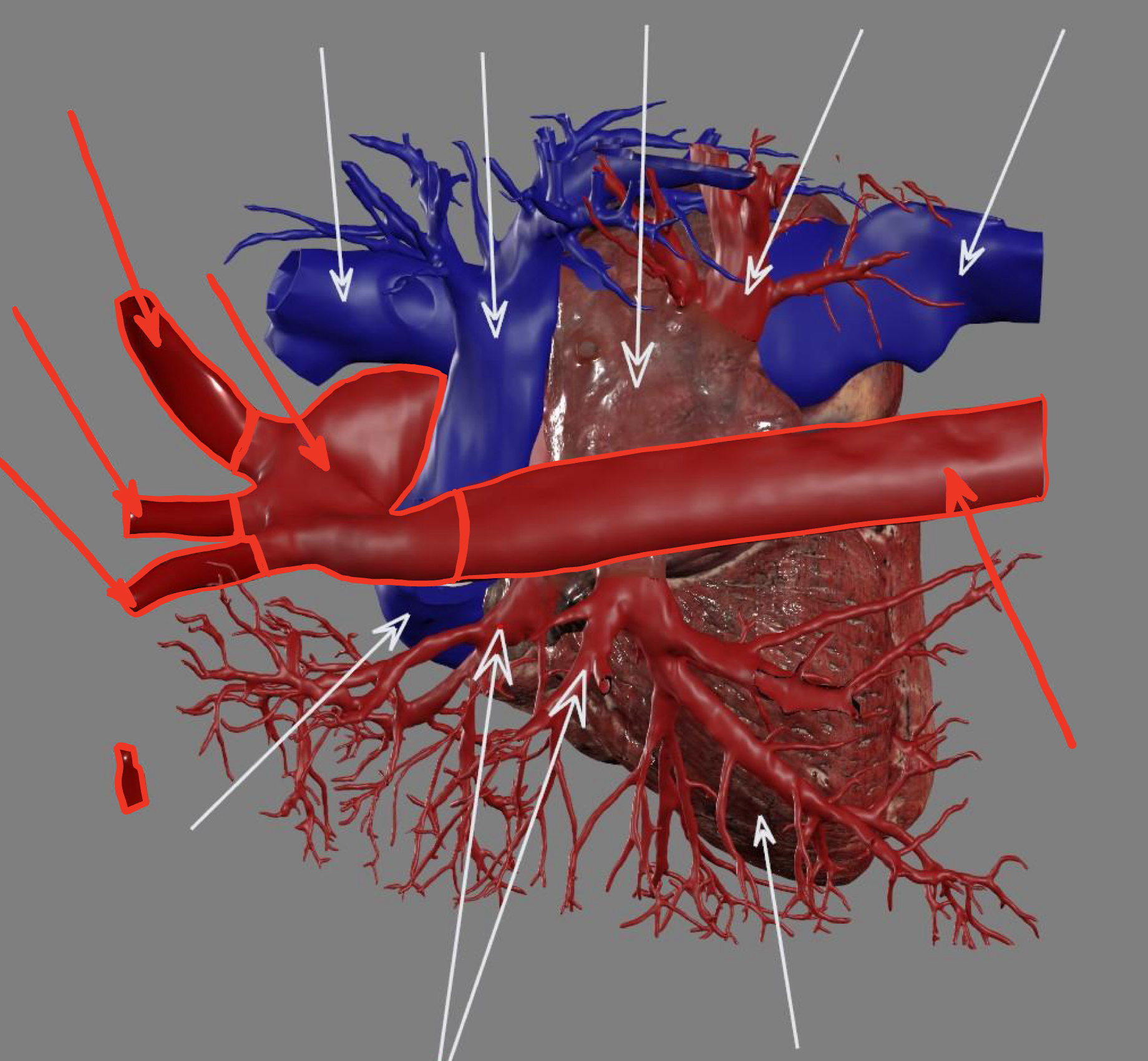 <ul><li><p>aortic arch</p></li><li><p>brachiocephalic trunk</p></li><li><p>left common carotid artery</p></li><li><p>left subclavian artery</p></li><li><p>descending aorta</p></li></ul><p></p>