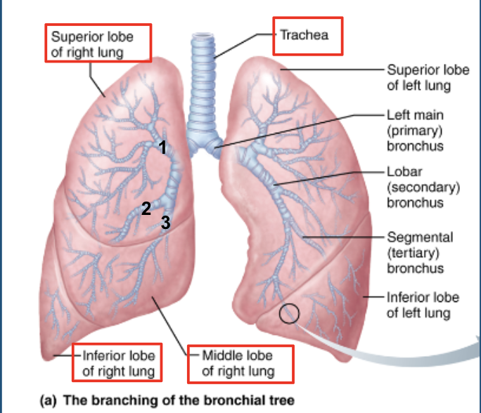 <p>right main bronchus subdivides into… </p>