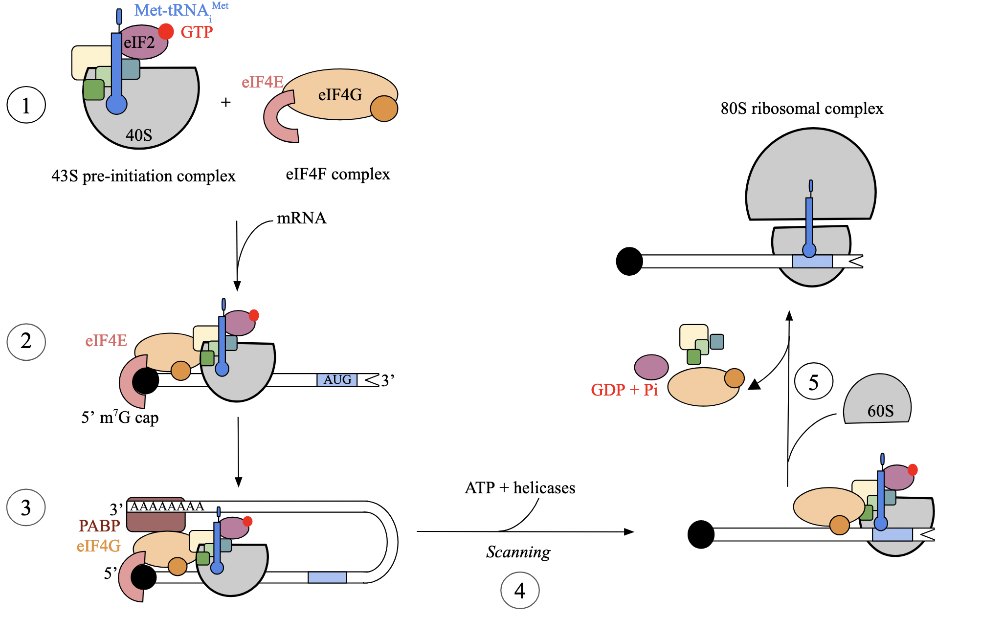 <p>independent assembly of two essential complexes: </p><p>eIF4F heterotrimer complex</p><ul><li><p>includes eIF4E (binds to 7-methyl-G cap of mRNA)</p></li></ul><p>43S pre-initiation complex</p><ul><li><p>consists of small ribosomal subunit, Met-tRNA<sub>i</sub><sup>Met</sup>, and several eukaryotic initiation factors (eIFs, like eIF2)</p><ul><li><p>eIF2, bound to GTP, facilitates interaction between tRNA<sub>i</sub> and S subunit</p></li><li><p>tRNA<sub>i</sub><sup>Met </sup>differs from tRNA species that carries internal methionines, but is not formylated. associates with S subunit devoid of mRNA</p></li></ul></li></ul><p></p>