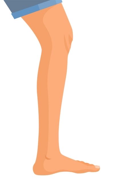 <p>The leg </p>