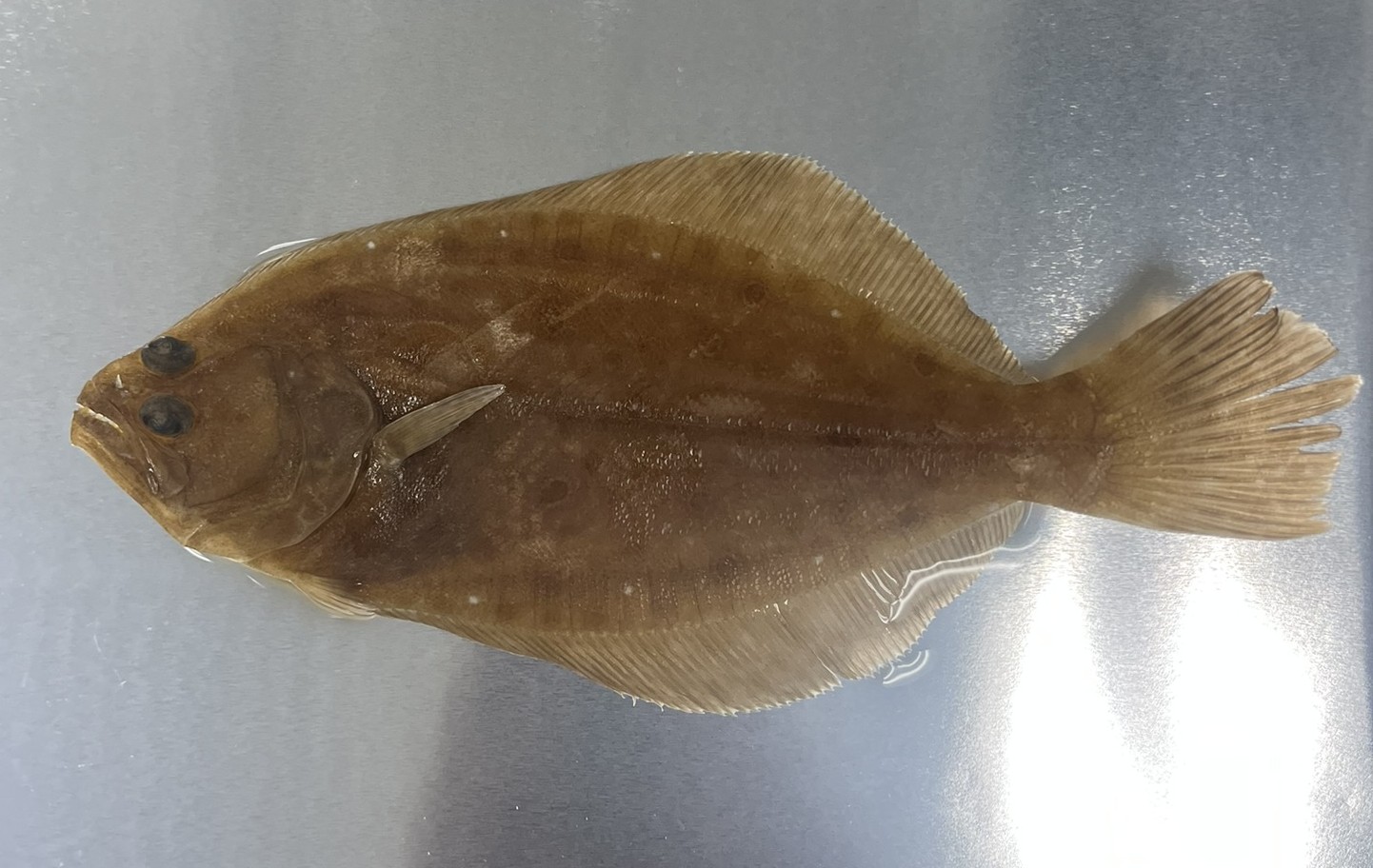 <p>Family Paralichthyidae (flounders) - <em>Paralichthys dentatus</em></p>