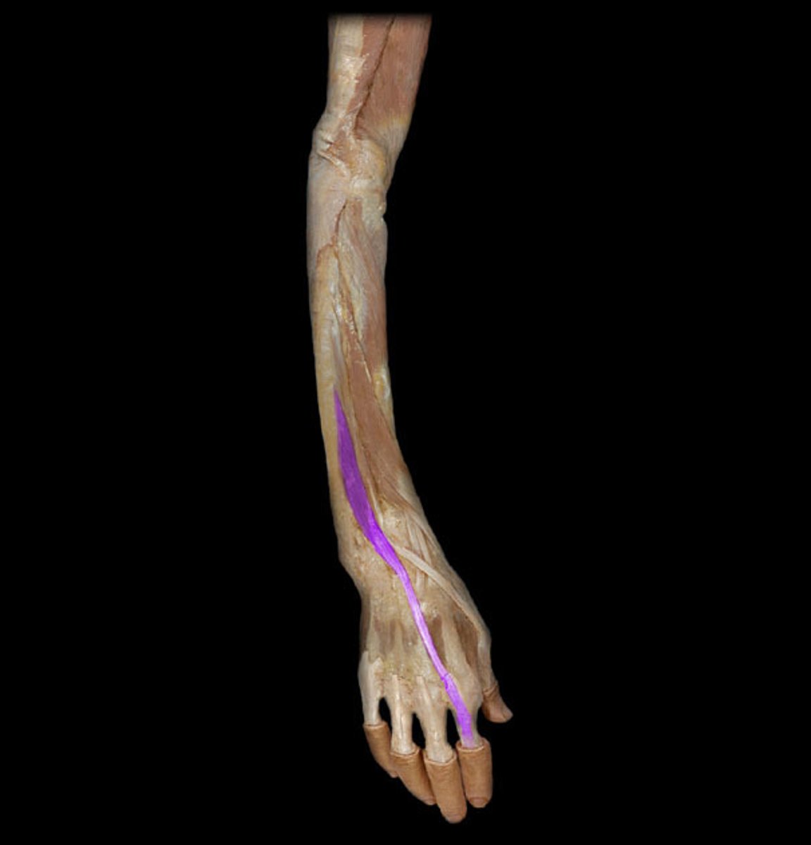 <p>Identification.</p>