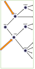 <p>-proliferation</p><p>-limited self-replication, requires replenishment by HSCs</p><p>-more rapid than HSCs</p><p>-more restricted lineage potential than HSCs</p><p>-1% of bone marrow cells in adults, higher in neonates</p><p>Common lymphoid progenitor (CLP)</p><p>Common myeloid progenitor (CMP)</p>
